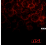 OSI Blood Double Red Vinyl-CD